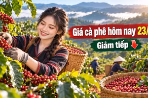 Giá cà phê hôm nay 23/10: Trong nước giảm phiên thứ hai, thế giới phân hóa