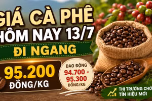 Giá cà phê hôm nay 13/7: Robusta và Arabica cùng đứng giá