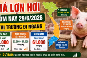 Giá lợn hơi hôm nay 29/6: Thị trường đi ngang