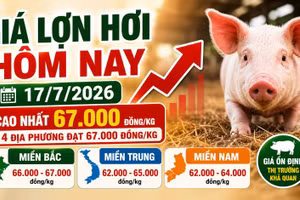 Giá lợn hơi hôm nay 17/7: Nhiều nơi miền Bắc tăng nhẹ