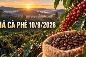 Giá cà phê ngày hôm nay 10/9: Cao nhất 95.800 đồng/kg, hai sàn trái chiều