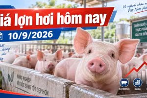 Giá lợn hơi hôm nay 10/9/2026: 4 địa phương giữ mức 60.000 đồng/kg