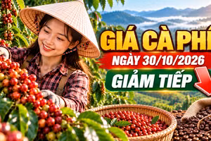 Giá cà phê hôm nay 30/10/2026: Giảm tiếp, thấp nhất còn 88.000 đồng/kg
