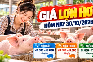 Giá lợn hơi hôm nay 30/10: Cả nước dao động 43.000 - 47.000 đồng/kg