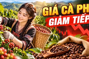 Giá cà phê hôm nay 10/10/2026: Giá trong nước giảm sâu