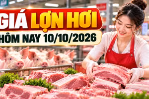 Giá lợn hơi hôm nay 10/10: Nhiều địa phương ở mức 53.000 - 54.000 đồng/kg