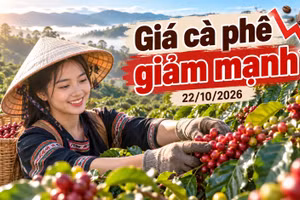 Giá cà phê hôm nay 22/10: Trong nước và thế giới cùng chịu áp lực giảm