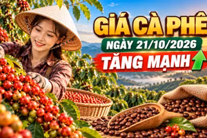 Giá cà phê hôm nay 21/10: Tây Nguyên tăng mạnh, thế giới quay đầu giảm