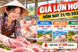 Giá lợn hơi hôm nay 21/10/2026: Thấp nhất 47.000 đồng/kg