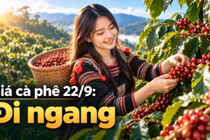 Giá cà phê hôm nay 22/9: Thị trường trong nước tiếp tục ổn định