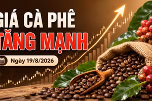 Giá cà phê hôm nay 19/8 bật tăng 1.800 đồng/kg, thế giới tăng mạnh