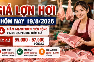 Giá lợn hơi hôm nay 19/8/2026 giảm sâu, mức 58.000 đồng/kg biến mất