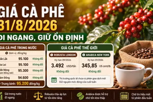Giá cà phê hôm nay 31/8: Tây Nguyên giữ giá, chờ tín hiệu đầu tuần