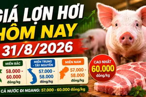 Giá lợn hơi hôm nay 31/8: Chỉ còn 3 địa phương đạt 60.000 đồng/kg