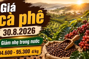 Giá cà phê hôm nay 30/8/2026 giảm nhẹ, cao nhất còn 95.300 đồng/kg