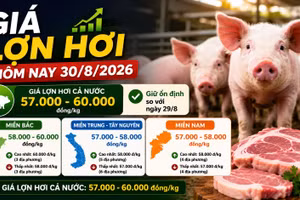 Giá lợn hơi hôm nay 30/8: Miền Bắc giảm nhẹ, cao nhất 60.000 đồng/kg