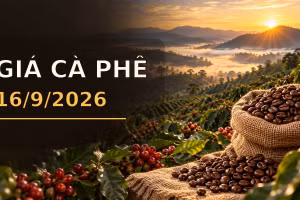 Giá cà phê hôm nay 16/9/2026 lên 95.500 đồng/kg, Arabica bật tăng