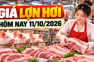 Giá lợn hơi hôm nay 11/10: Nhiều địa phương ở mức 53.000 - 54.000 đồng/kg