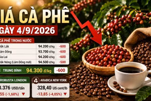 Giá cà phê hôm nay 4/9 tiếp tục lao dốc, Robusta xuống gần 3.400 USD/tấn