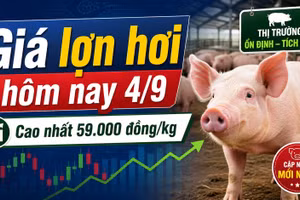 Giá lợn hơi hôm nay 4/9: Thị trường bắt đầu phân hóa sau chuỗi đi ngang