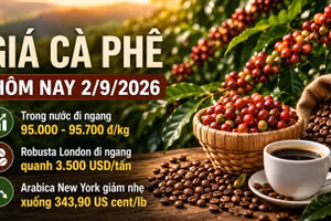 Giá cà phê hôm nay 2/9/2026 đi ngang, cao nhất 95.700 đồng/kg