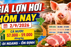 Giá lợn hơi hôm nay 2/9/2026: 34 địa phương đồng loạt giữ giá