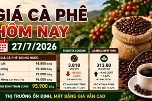 Giá cà phê hôm nay 27/7: Giá nội địa ổn định, sàn thế giới phân hóa
