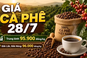 Giá cà phê hôm nay 28/7 neo ở mức 95.900 đồng/kg