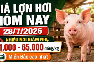 Giá lợn hơi hôm nay 28/7: Nhiều địa phương giảm nhẹ
