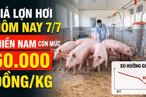 Giá lợn hơi hôm nay 7/7: Thị trường tiếp tục đi ngang