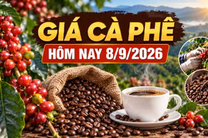 Giá cà phê hôm nay 8/9: Trong nước và thế giới cùng ổn định