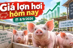 Giá lợn hơi hôm nay 8/9/2026: 4 địa phương giữ mức 60.000 đồng/kg