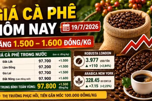 Giá cà phê hôm nay 19/7: Phục hồi, tiến gần 100.000 đồng/kg