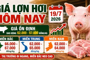 Giá lợn hơi hôm nay 19/7: Chênh lệch ba miền ở mức cao