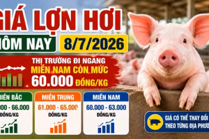 Giá lợn hơi hôm nay 8/7: Ba miền vẫn phân hóa