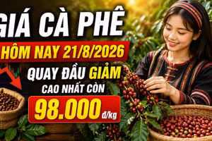 Giá cà phê hôm nay 21/8/2026 giảm, cao nhất còn 98.000 đồng/kg