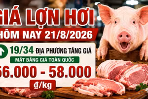 Giá lợn hơi hôm nay 21/8/2026 tăng tiếp, mức 55.000 đồng/kg biến mất