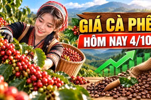 Giá cà phê hôm nay 4/10: Hai sàn thế giới cùng tăng, Tây Nguyên phục hồi
