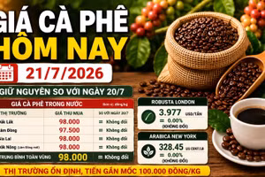 Giá cà phê hôm nay 21/7: Đi ngang ở 98.000 đồng/kg