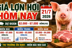 Giá lợn hơi hôm nay 21/7: Miền Nam có nơi tăng nhẹ