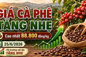 Giá cà phê hôm nay 25/6: Tăng nhẹ, cao nhất 88.800 đồng/kg
