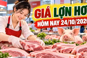 Giá lợn hơi hôm nay 24/10/2026: Thấp nhất 46.000 đồng/kg