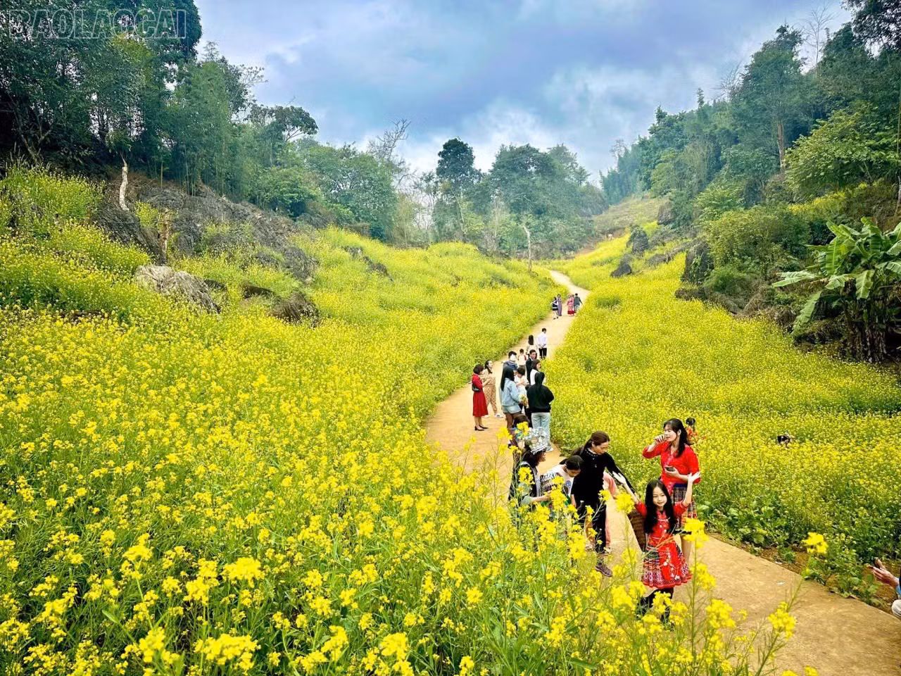 baolaocai-tl_z7554399070672-601ca77b57a64bbb4646483f7c8ea668.jpg