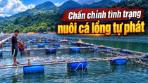 Chấn chỉnh nuôi cá lồng tự phát trên hồ thủy điện Bắc Hà