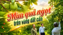 Mùa quả ngọt trên vùng đất cằn