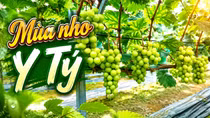 Mùa nho chín ở Y Tý
