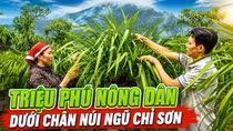 Những triệu phú nông dân dưới chân núi Ngũ Chỉ Sơn