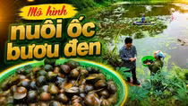 Hiệu quả từ mô hình nuôi ốc bươu đen ở Phong Niên