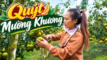 Quýt Mường Khương trước vụ thu hoạch