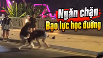 Cần sớm có giải pháp ngăn chặn bạo lực học đường